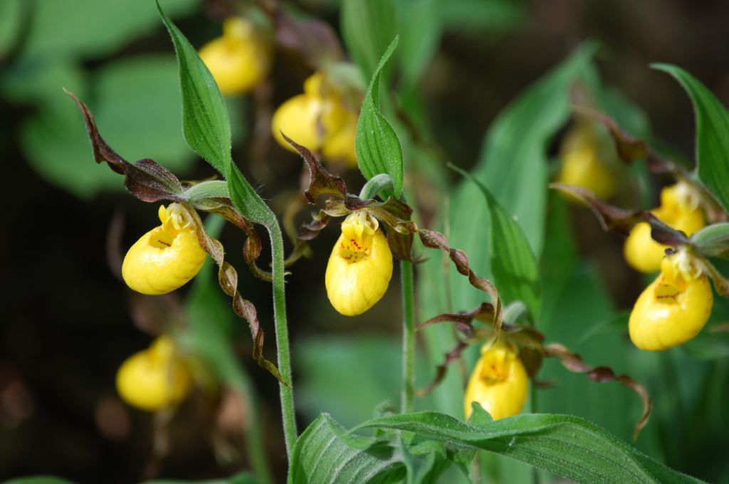 Rare native orchids at Garden in the Woods A close-up of a rare Yellow Lady's Slipper orchid (Cypripedium parviflorum), a native plant highlight.