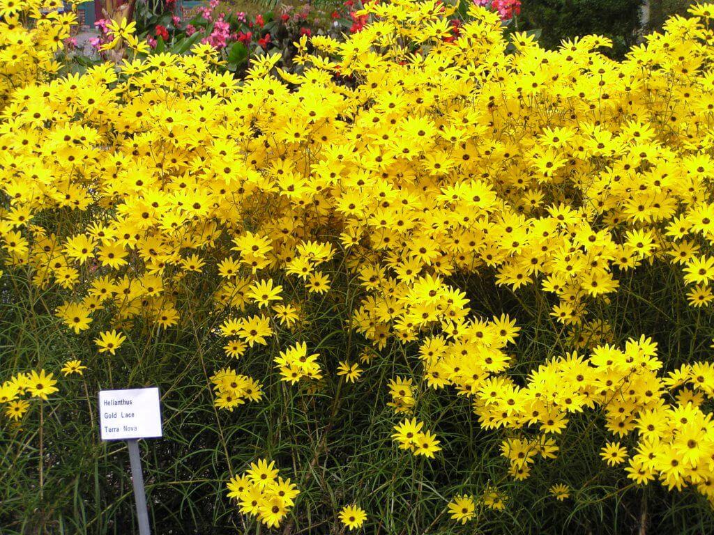 Colorful rows of flowers in the Massachusetts Trial Garden at Elm Bank.