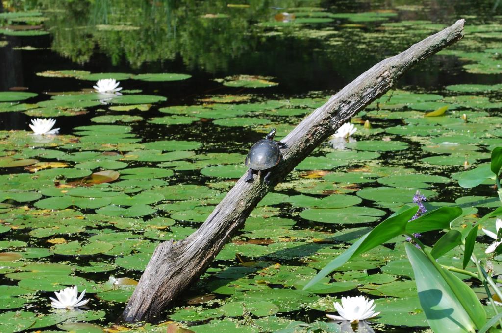Wildlife at Garden in the Woods A turtle resting on a lily pad in a pond, highlighting the garden's wildlife.