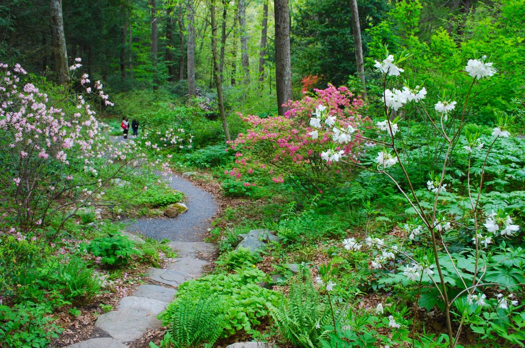 Exploring the woodland trails A wooden bridge crossing a stream in a lush, green woodland setting at Garden in the Woods.